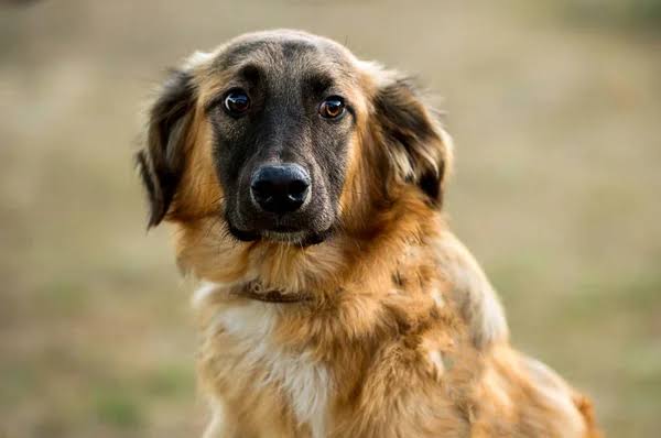 Perro rescatado cuidado gracias a ZUPI
