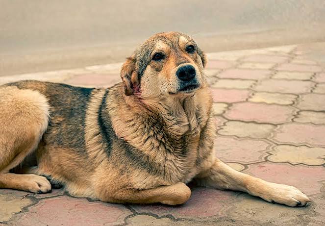 Perro rescatado cuidado gracias a ZUPI