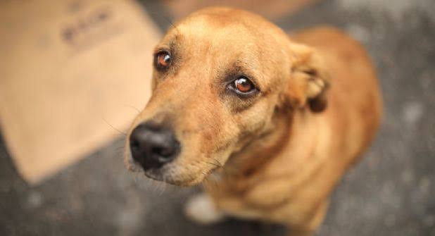 Perro rescatado cuidado gracias a ZUPI